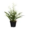 Deko-Orchidee Oncidie Dancing Queen In Weiß-grün